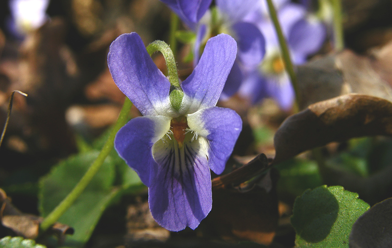 Fiori, scatti di prova.